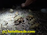 /home//u458753944/public_html/sourcegallery//Roxborough Toad Detour/2013-2019/2017/P4110708.JPG